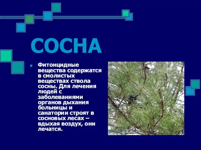 СОСНА Фитонцидные вещества содержатся в смолистых веществах ствола сосны. Для лечения людей