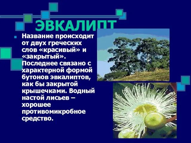 ЭВКАЛИПТ Название происходит от двух греческих слов «красивый» и «закрытый». Последнее связано