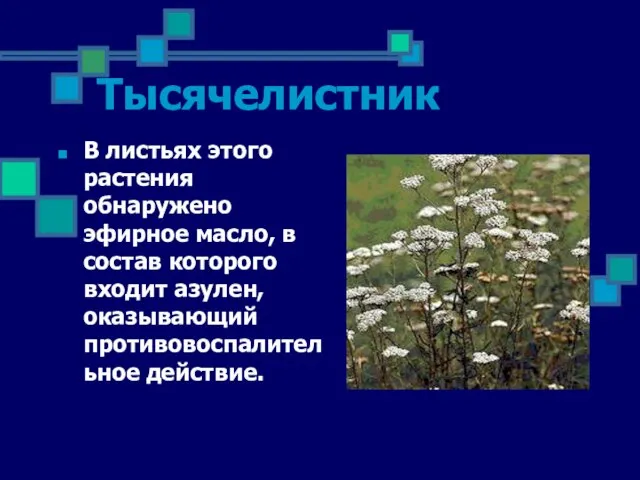 Тысячелистник В листьях этого растения обнаружено эфирное масло, в состав которого входит азулен, оказывающий противовоспалительное действие.