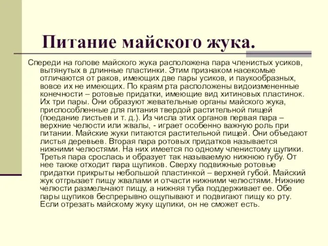 Питание майского жука. Спереди на голове майского жука расположена пара членистых усиков,