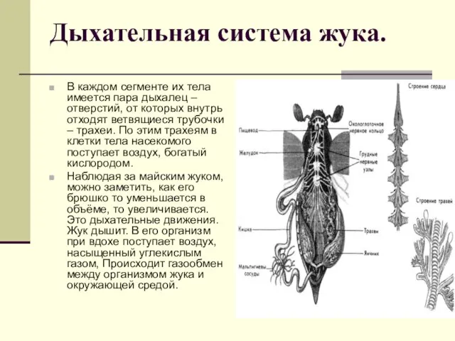 Дыхательная система жука. В каждом сегменте их тела имеется пара дыхалец –