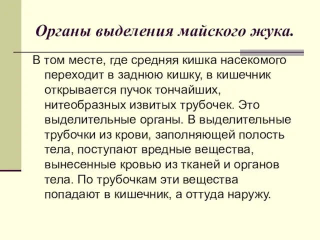 Органы выделения майского жука. В том месте, где средняя кишка насекомого переходит