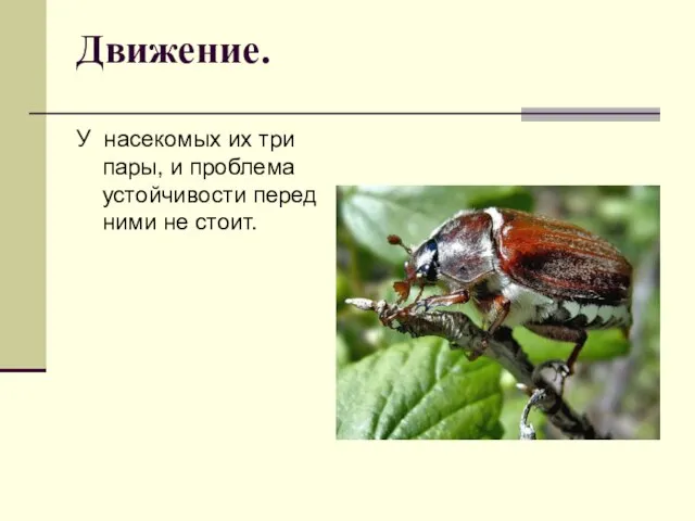 Движение. У насекомых их три пары, и проблема устойчивости перед ними не стоит.