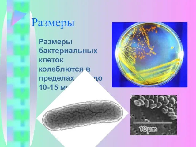 Размеры Размеры бактериальных клеток колеблются в пределах от 1 до 10-15 мкм