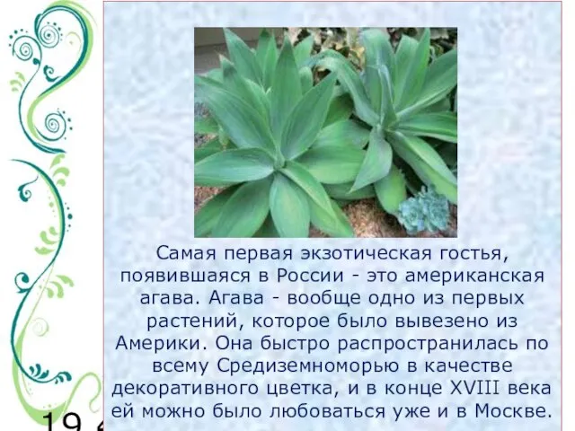 19.4.11 Самая первая экзотическая гостья, появившаяся в России - это американская агава.