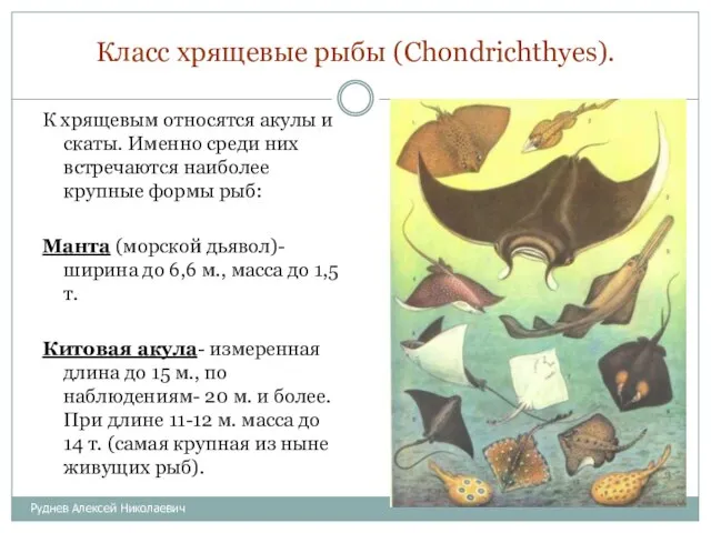 Класс хрящевые рыбы (Chondrichthyes). К хрящевым относятся акулы и скаты. Именно среди