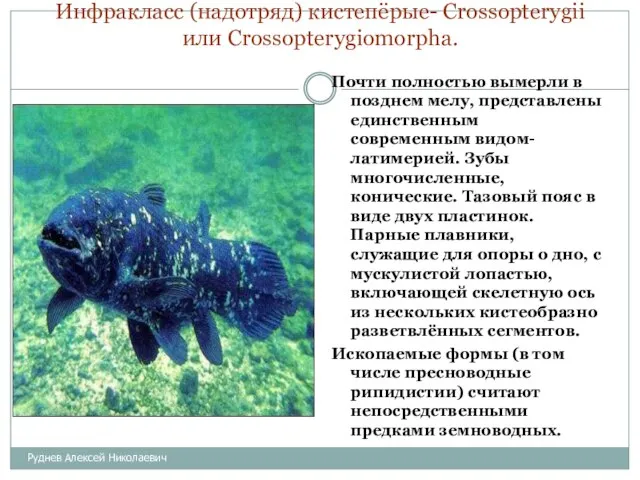 Инфракласс (надотряд) кистепёрые- Crossopterygii или Crossopterygiomorpha. Почти полностью вымерли в позднем мелу,