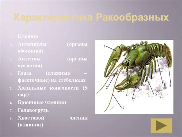 Характеристика Ракообразных Клешня Антеннулы (органы обоняния) Антенны (органы осязания) Глаза (сложные –