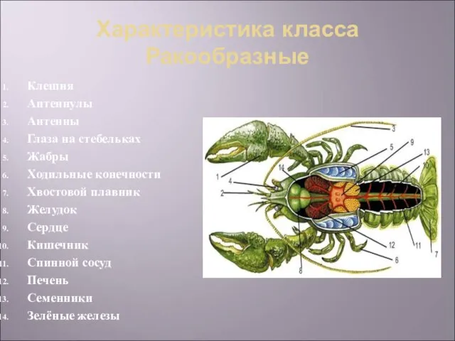 Характеристика класса Ракообразные Клешня Антеннулы Антенны Глаза на стебельках Жабры Ходильные конечности