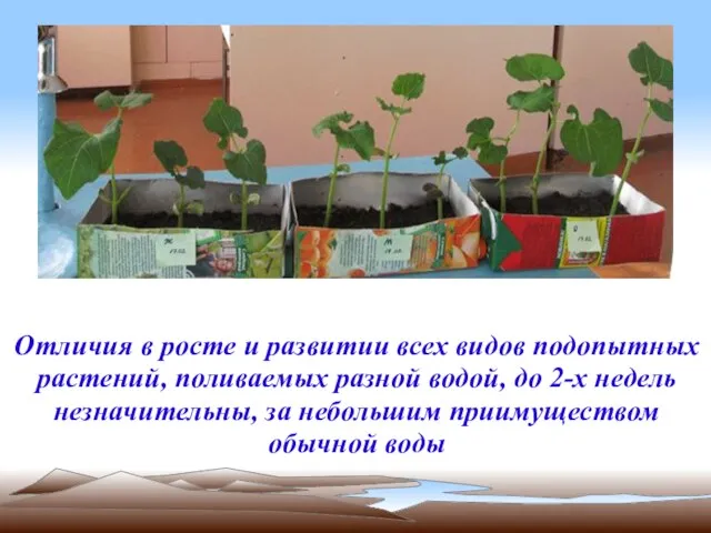 Отличия в росте и развитии всех видов подопытных растений, поливаемых разной водой,