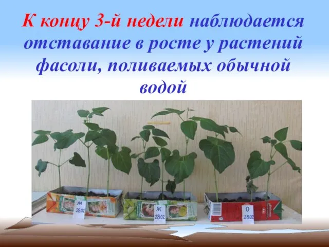 К концу 3-й недели наблюдается отставание в росте у растений фасоли, поливаемых обычной водой