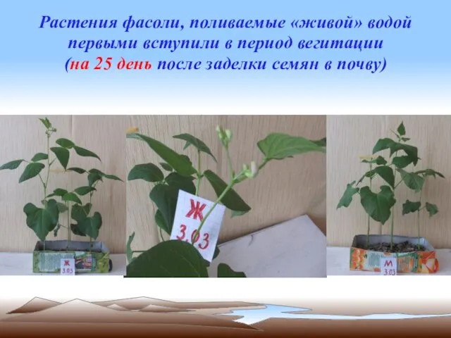 Растения фасоли, поливаемые «живой» водой первыми вступили в период вегитации (на 25