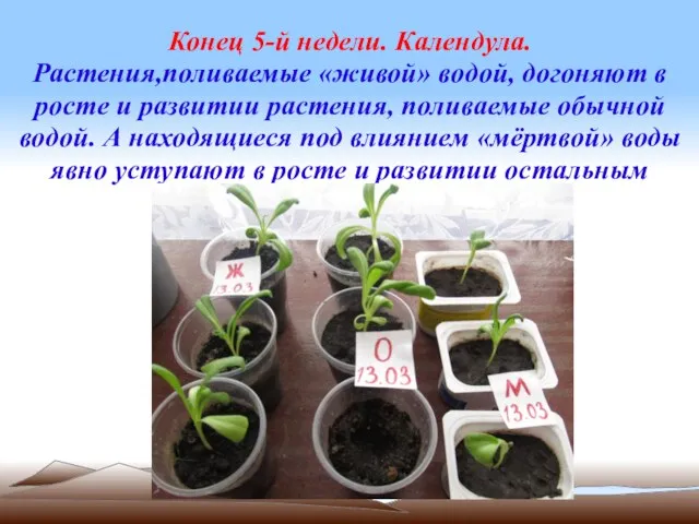 Конец 5-й недели. Календула. Растения,поливаемые «живой» водой, догоняют в росте и развитии