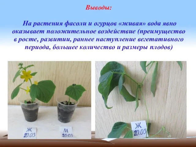 Выводы: На растения фасоли и огурцов «живая» вода явно оказывает положительное воздействие