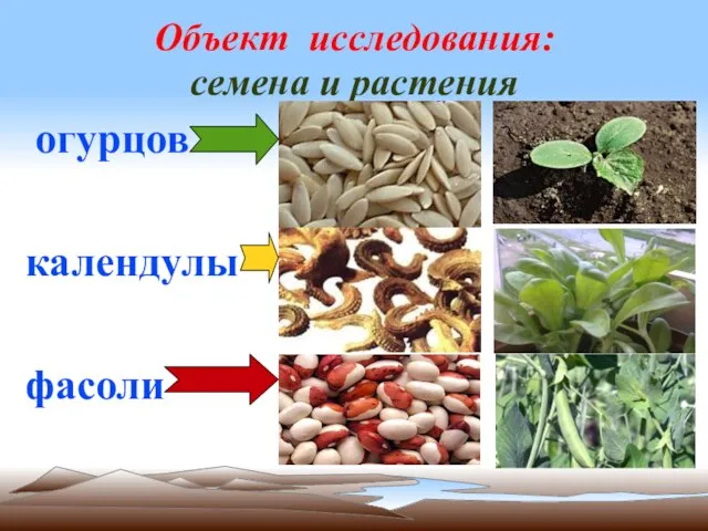 Объект исследования: семена и растения огурцов календулы фасоли