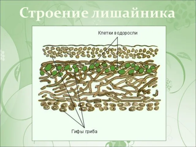 Строение лишайника