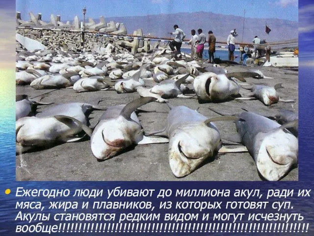 Ежегодно люди убивают до миллиона акул, ради их мяса, жира и плавников,