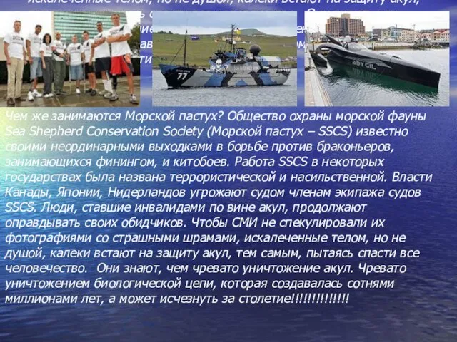 Чем же занимаются Морской пастух? Общество охраны морской фауны Sea Shepherd Conservation