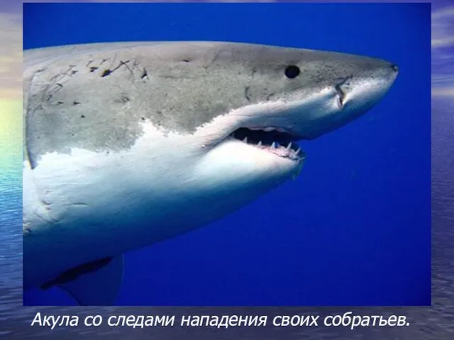 Акула со следами нападения своих собратьев.