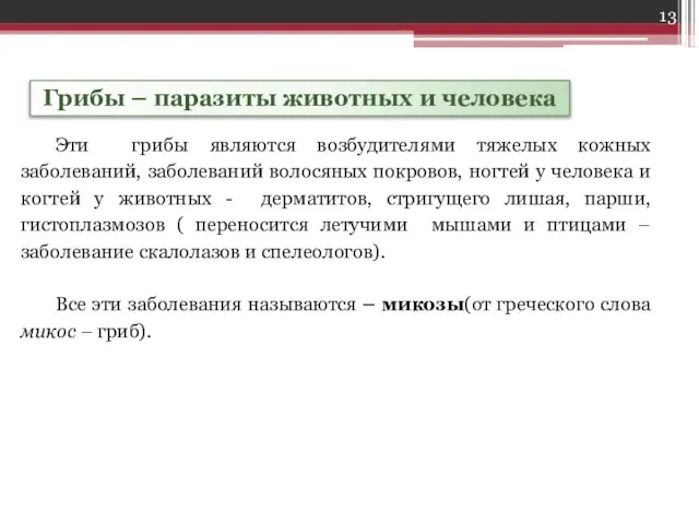 Грибы – паразиты животных и человека Эти грибы являются возбудителями тяжелых кожных