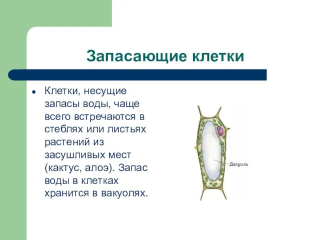 Запасающие клетки Клетки, несущие запасы воды, чаще всего встречаются в стеблях или