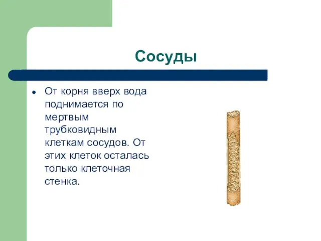 Сосуды От корня вверх вода поднимается по мертвым трубковидным клеткам сосудов. От