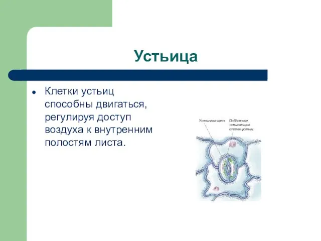 Устьица Клетки устьиц способны двигаться, регулируя доступ воздуха к внутренним полостям листа.