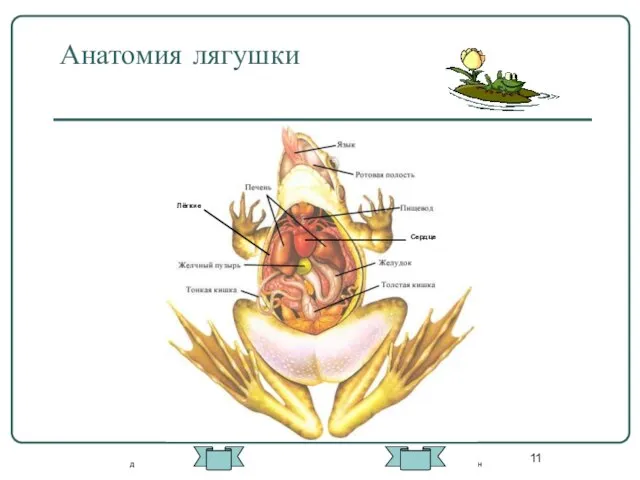 Анатомия лягушки Лёгкие Сердце д н