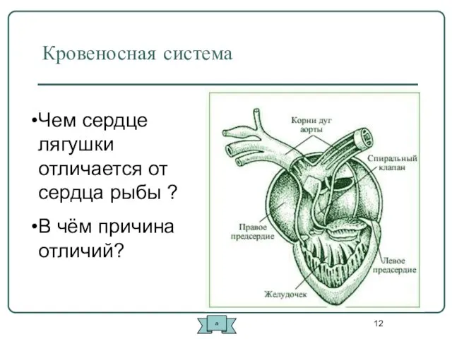 Кровеносная система Чем сердце лягушки отличается от сердца рыбы ? В чём причина отличий? а