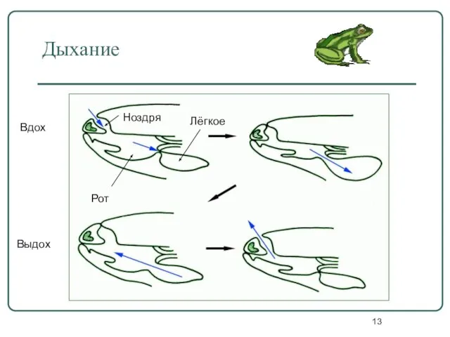 Дыхание Ноздря Рот Лёгкое Вдох Выдох