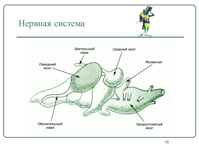 Нервная система