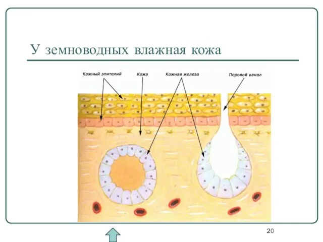 У земноводных влажная кожа