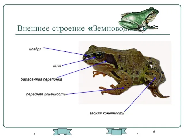 Внешнее строение «Земноводных» у к