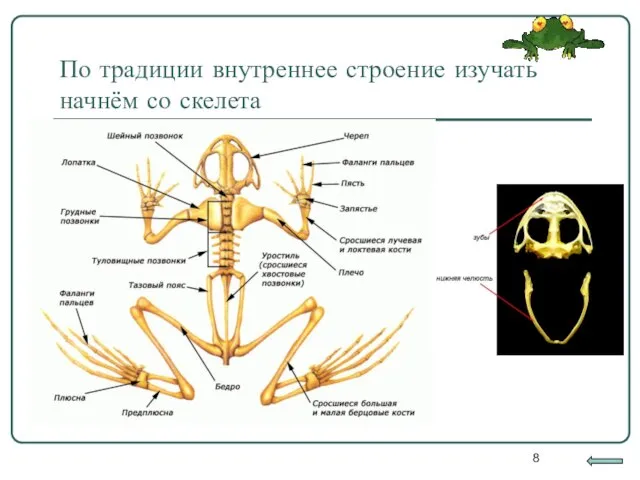 По традиции внутреннее строение изучать начнём со скелета