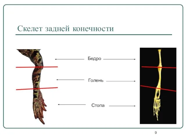 Скелет задней конечности Бедро Голень Стопа