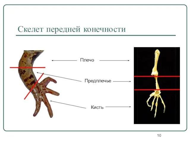 Скелет передней конечности Плечо Предплечье Кисть