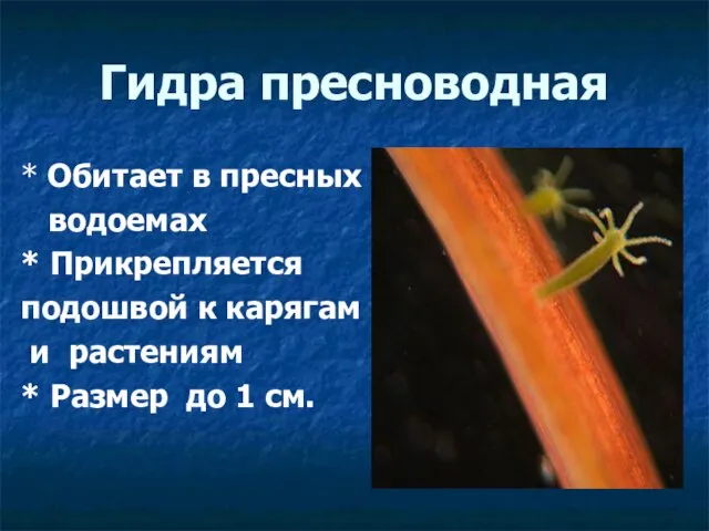 Гидра пресноводная * Обитает в пресных водоемах * Прикрепляется подошвой к карягам