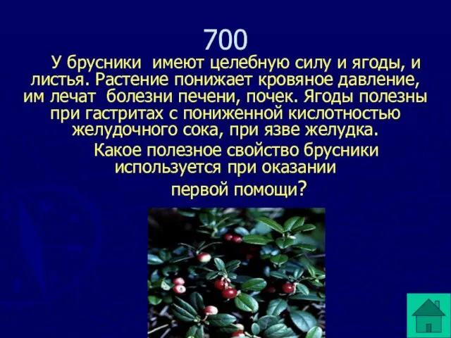 У брусники имеют целебную силу и ягоды, и листья. Растение понижает кровяное