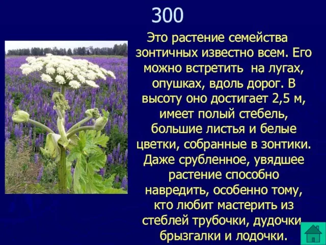 Это растение семейства зонтичных известно всем. Его можно встретить на лугах, опушках,