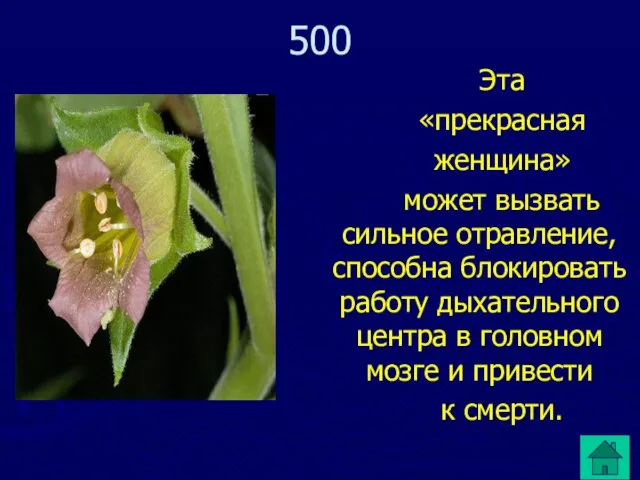 Эта «прекрасная женщина» может вызвать сильное отравление, способна блокировать работу дыхательного центра