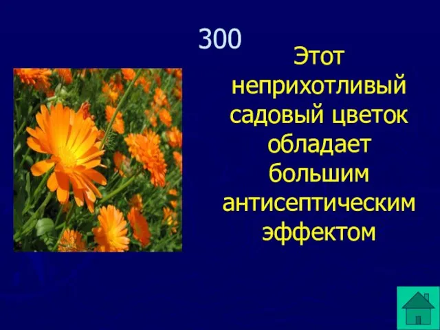 Этот неприхотливый садовый цветок обладает большим антисептическим эффектом 300