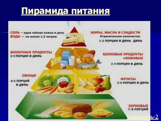 Пирамида питания Биомодуль-2