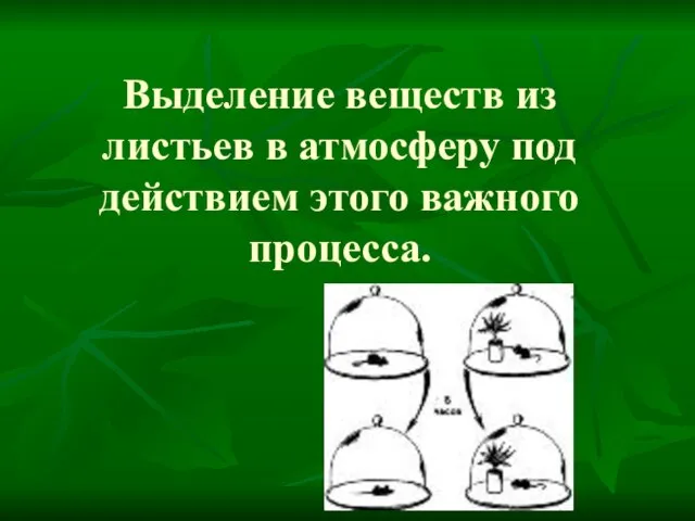 Выделение веществ из листьев в атмосферу под действием этого важного процесса.