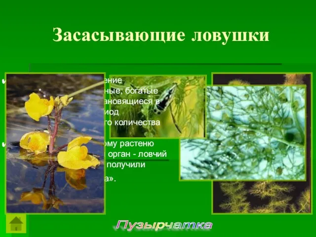 Пузырчатка Это интересное растение предпочитает заиленные, богатые гумусом водоемы, становящиеся в весенне-осенний