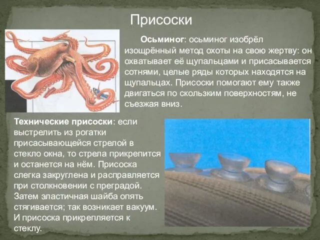 Присоски Осьминог: осьминог изобрёл изощрённый метод охоты на свою жертву: он охватывает