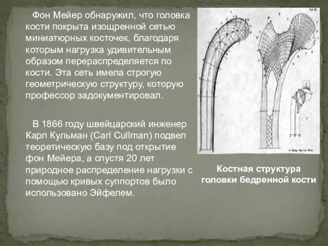 Фон Мейер обнаружил, что головка кости покрыта изощренной сетью миниатюрных косточек, благодаря