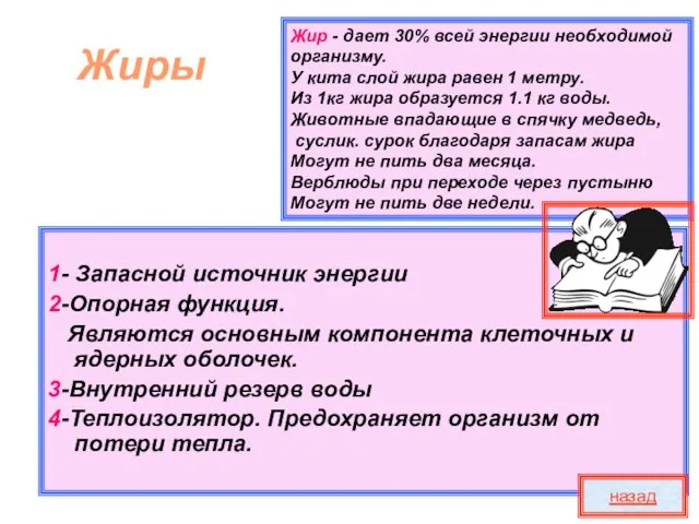 Жир - дает 30% всей энергии необходимой организму. У кита слой жира