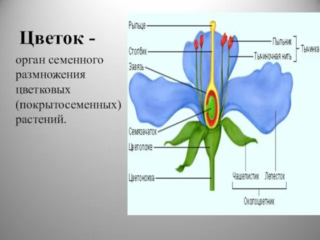 Цветок - орган семенного размножения цветковых (покрытосеменных) растений.