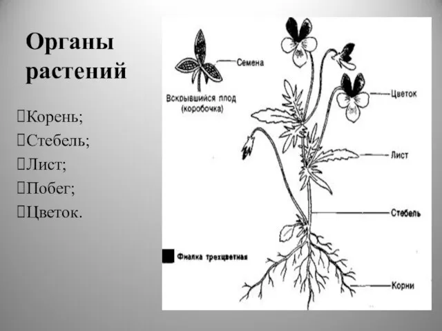 Органы растений Корень; Стебель; Лист; Побег; Цветок.