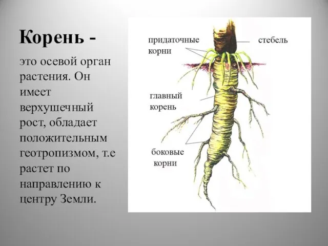 Корень - это осевой орган растения. Он имеет верхушечный рост, обладает положительным